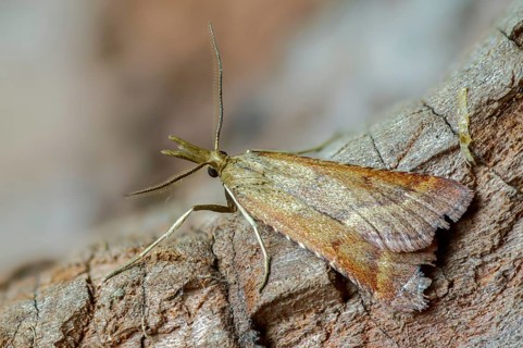 Olive-brown moth, pyrausta cespitalis, pyrausta despictata, moth, insects, moths, moths,