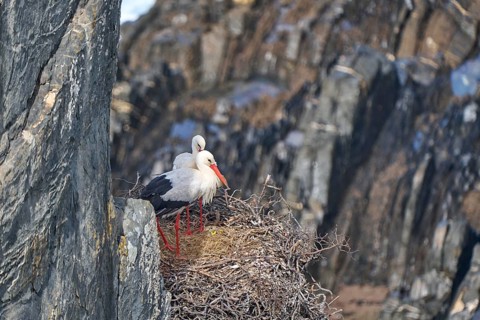 White storks, ciconia ciconia, nesting in a storks colony in the rocky cliffs of Cabo Raso at the