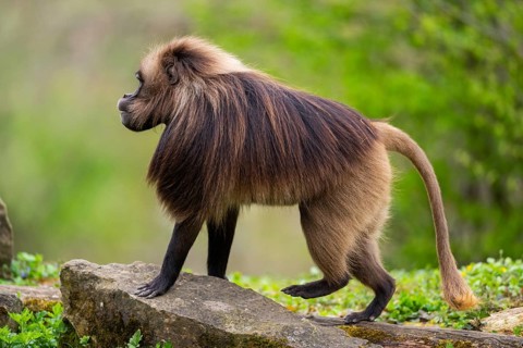 Gelada (Theropithecus gelada) male walking over a meadow, captive, distribution africa