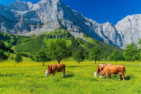 Cows graze in the sunshine under a blue sky among sycamore maples (Acer pseudoplatanus) in the