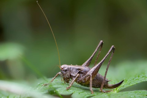 Common shrub scare, common shrub scare, grasshoppers, deciduous locusts, Pholidoptera griseoaptera,