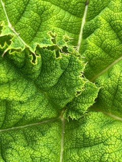 Mammoth leaf or giant rhubarb (Gunnera manicata), close-up, leaf texture, Botanical Garden,