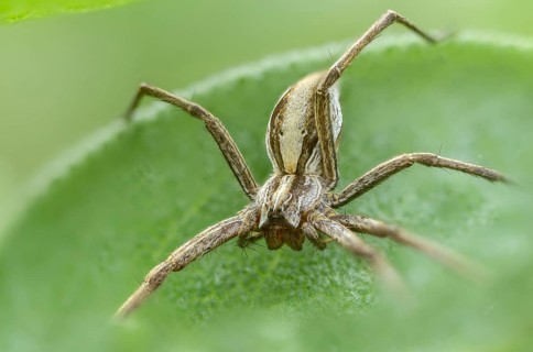 Araneomorphae, bridal gift spider, nursery web spider, pisaura mirabilis, arachnids, arthropods,
