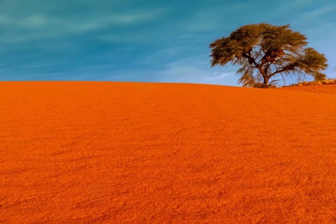 Desert, Kalahari, savanna with thorns, dune, sand, sky, tree, Namibia, Africa, landscape, nature,