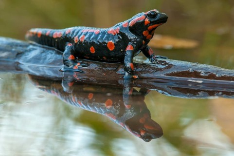 Fire salamander, salamandra salamandra, amphibians, amphibians, caudata, amphibians, amphibians,