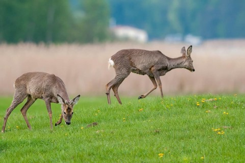 Artiodactyla, Capreolus capreolus, even-toed ungulate, cloven-hoofed, roe deer, mammals, mammals