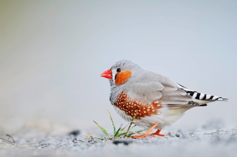 Australian zebra finch (Taeniopygia guttata castanotis), male, escaped pet bird, native to