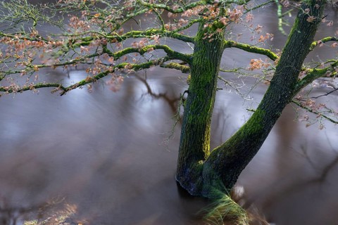 Floods on the Hunte in Barneführer Holz, Hatten, Lower Saxony, Germany
