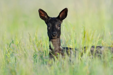 European roe deer (Capreolus capreolus), black roe deer, a doe standing in a meadow, Lower Saxony,