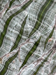 Pattern of the bark of the Pseudooimbax ellipticum, detail, tropical tree, native to Central