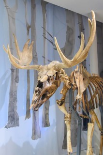 The sketeton of an elk, (known as a moose in North America), Alces alces, Bled Castle Museum,