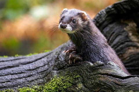 Polecat (Mustela putorius), Lüneburg Heath, Lower Saxony, Germany