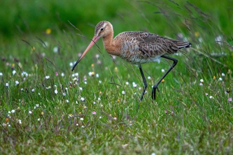 Black-tailed godwit, limosa limosa, Sweden, shore-tailed godwit, birds, charadriiformes, limikolen,