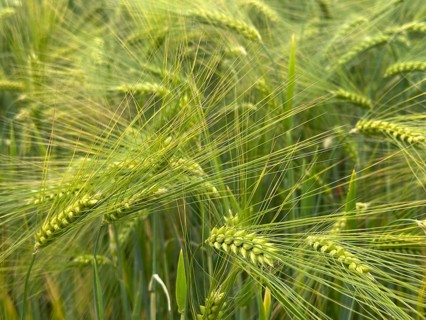Barley awns (Hordeum), barley field, Lower Saxony, Germany