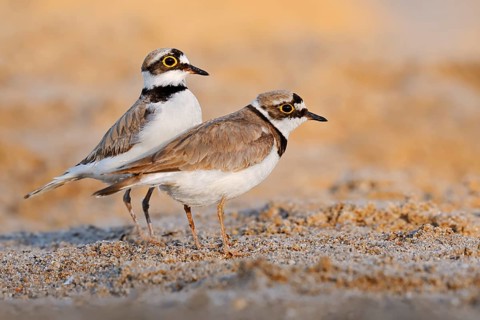 Little Ringed Plover (Charadrius dubius, Thinornis dubius), courting pair, North Rhine-Westphalia,