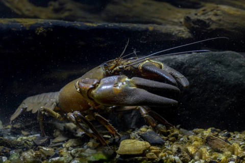 American crayfish, astacoid, astacus leniusculus, crayfish, Californian crayfish, pacifastacus