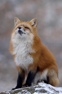 Red fox, animal, animals, beast of prey, beasts of prey, camera view, eye contact, canids,