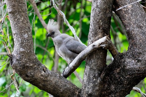 Grey Go-away-bird (Crinifer concolor), adult, perched on a tree, alert, Kruger National Park, South