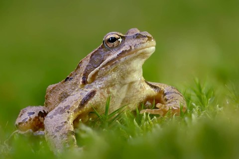 Common frog, common frog, rana temporaria, amphibians, amphibians, frog, frogs, amphibians