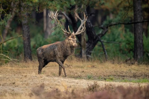 Red deer (Cervus elaphus), Hoenderloo, Gelderland, Netherlands