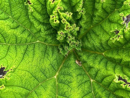 Mammoth leaf or giant rhubarb (Gunnera manicata), close-up, leaf texture, Botanical Garden,