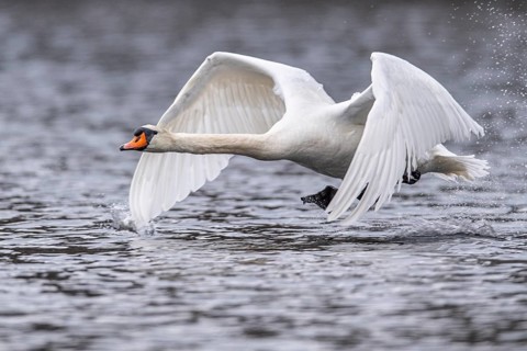 Mute Swan (Cygnus olor), Ahlhorn Fish Ponds, Ahlhorn, Lower Saxony, Germany