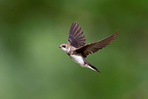 Sand martin (Riparia riparia), in flight, Reussegg nature reserve, Canton Aargau, Switzerland