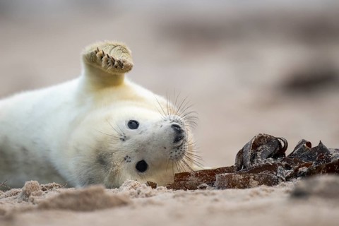 Young grey seal (Halichoerus grypus) on the beach, Nordesee, Heligoland, Schleswig-Holstein,