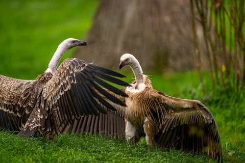 Griffon Vultures (Gyps fulvus) arguing with each other on a meadow in spring, bavaria, Germany