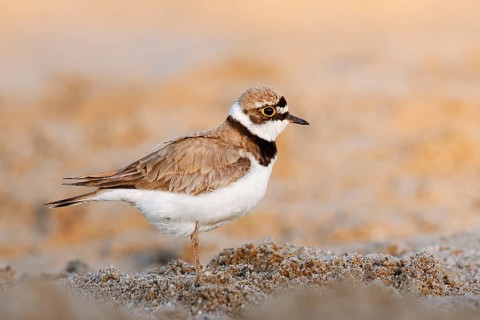 Little Ringed Plover (Charadrius dubius, Thinornis dubius), North Rhine-Westphalia, Germany