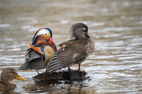 Aix galericulata, mandarin, mandarin duck, anatidae, bath, birds, ducks, ducks, ducks, ducks, male,