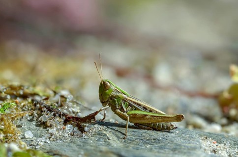 Acrididae, Caelifera, field locust, gomphocerinae, heather grasshopper, short feeler, stenobothrus