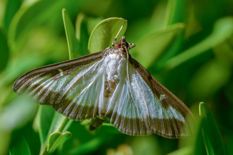 Box tree moth, boxwood moth, boxwood moth, cydalima perspectalis, moth, insects, moths, butterflies