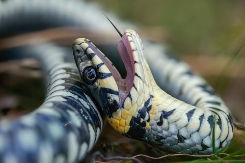 Grass snake, Natrix Natrix, grass snake, fright, thanatosis, death reflex, apparent death,