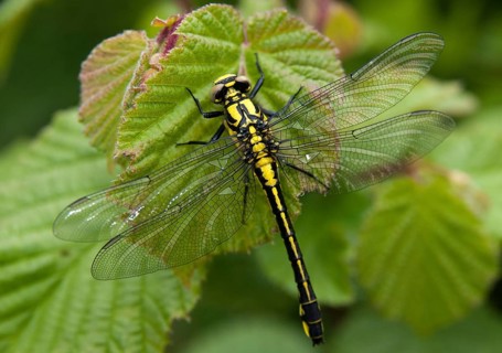 Common Club-Tail, Common Wedge Maiden, Gomphus Vulgatissimus, Anisoptera, Damselflies, Dragonflies,