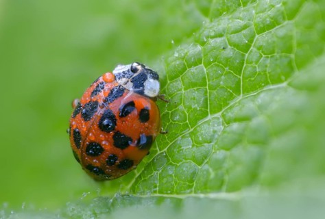 Asian ladybeetle, Asian ladybug, coccinellidae, coccinellinae, harlequin ladybug, harmonia
