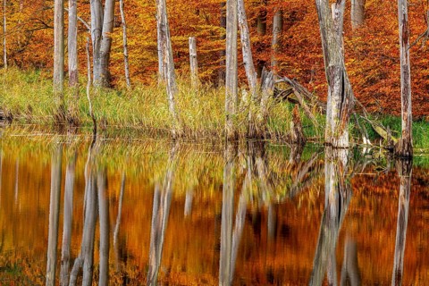 Schweingartensee in the UNESCO World Heritage Site Beech Forest Serrahn, Serrahn, Carpin,