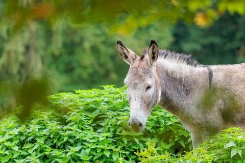 A gray domestic donkey (Equus asinus) stands in a green paddock with stinging nettle. Austria