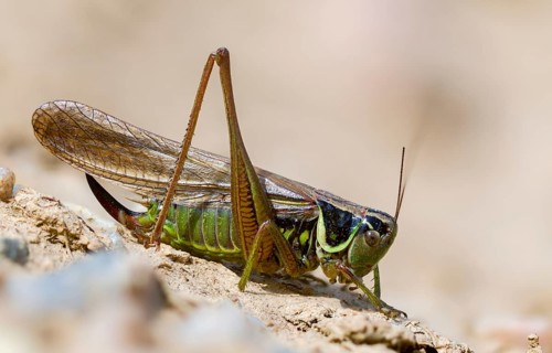 Grasshoppers, deciduous locusts, Metrioptera roeselii, Roesel's bush cricket, Rösel's bite