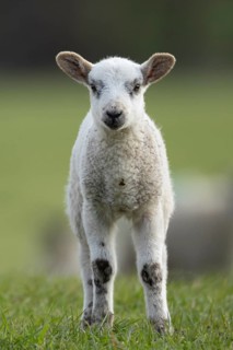 Domestic sheep (Ovis aries) juvenile baby lamb farm animal in a grass field in spring, England,