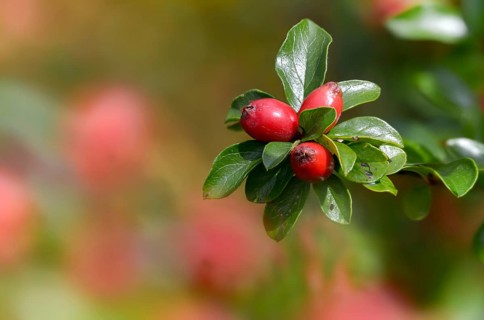 Cotoneaster Horizontalis, Medlar, Neophyte, Wall Cotoneaster, Cotoneaster, Cotoneaster, Flora,