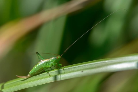 Conocephalus dorsalis, short-winged swordscare, short-winged conehead, grasshoppers, grasshoppers,