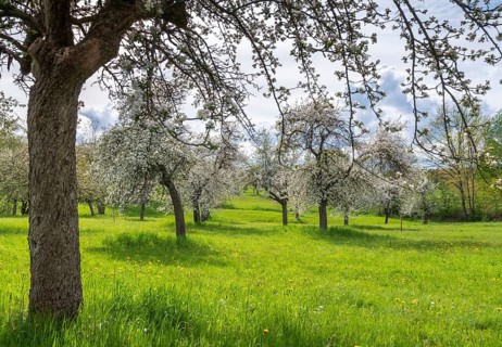 Cultivated landscape, landscape, meadow orchard, orchard