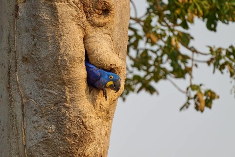 A hyacinth macaw peeks out of a tree hollow, surveying its surroundings, surrounded by wood and