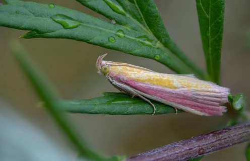 Half-red moth, oncocera semirubella, rhubarb moth, rosy-striped knot horn, insects, moths, moths,