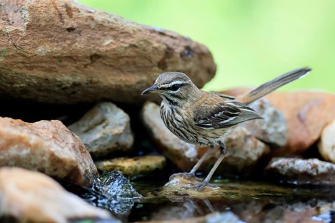 White-browed Warbler (Cercotrichas leucophrys), White-browed Bush Redstart, adult, alert, water,