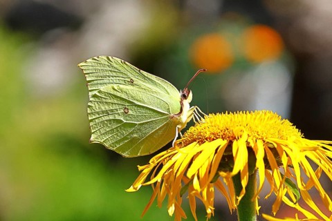 Lemon butterfly (Gonepteryx rhamny) on a yellow flower of a Great Telekie (Telekia speciosa),