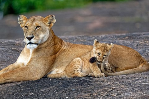 Lioness (Panthera leo) with her cub, Maasai Mara Wildlife Reserve, Kenya