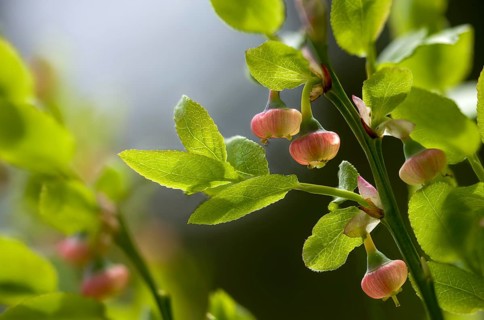 Bickberry, blueberry, ericaceae, European blueberry, heather family, blueberry, mollberry,