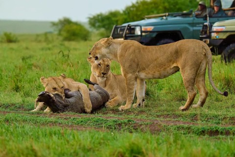 A pride of lions in the savannah hunts its prey, with a jeep carrying observers in the background,